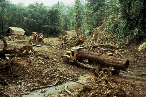 Large-scale logging in the Philippines has often been poorly managed, causing damage to streams and leaving mountainsides exposed to erosion. Mt. Busa, Sarangani Province, Mindanao. Photograph by R. Brown. (c) Field Museum of Natural History