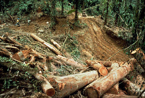 Inefficient commercial logging wastes a great deal of lumber and leaves steep mountainsides exposed to flooding and severe erosion. Mt. Busa, Sarangani Province, Mindanao. Photograph by R. Brown (c) Field Museum of Natural History
