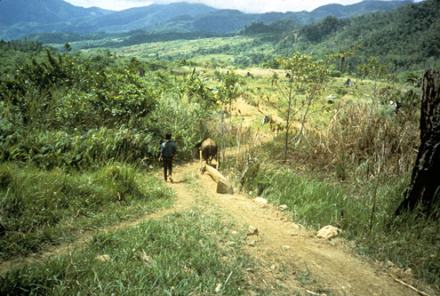 Lumber produced by small-scale logging is often hauled out behind carabao, leading to the term “carabao logging”. The lumber is usually sold to local businessmen. Mt. Konduko, Biliran Island. (c) Field Museum of Natural History