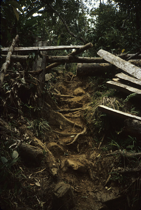 Dragging out lumber behind carabao often creates deep trenches that then become heavily eroded. Mt. Konduko, Biliran Island. (c) Field Museum of Natural History