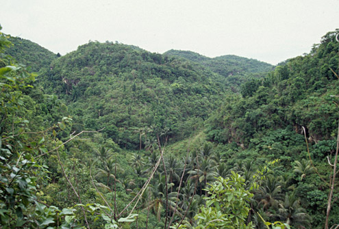 Even on Cebu, second-growth forest can regenerate, providing habitat for threatened species of mammals and birds. Balamban, Cebu Island. (c) Field Museum of Natural History