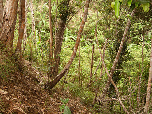 Regenerating forest is often initially quite sparse, but gradually the trees become larger and leaf litter and soil develop on the forest floor. Mt. Palali, Nueva Vizcaya Province, Luzon. (c) Field Museum of Natural History