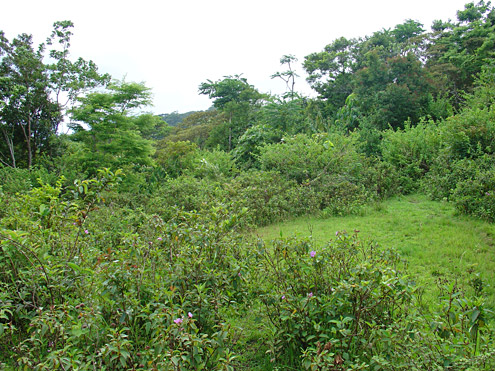 Clearings in regenerating forest fill in gradually, with succession from open grassy areas to secondary forest taking 20 years or more. Mt. Banahaw, Quezon Province, Luzon. (c) Field Museum of Natural History
