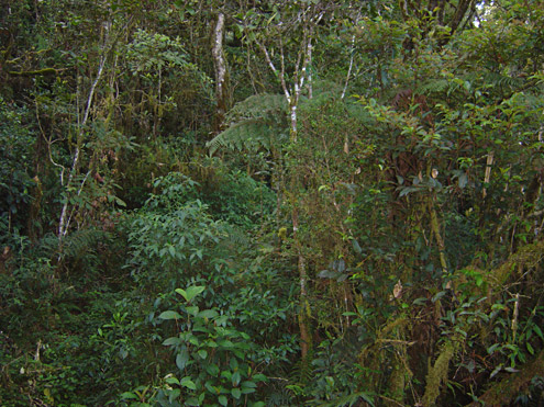 Regenerating secondary forest provides habitat that is similar to the original old-growth forest, suitable for most of the mammals that occurred there originally. Mt. Data, Mountain Province, Luzon. (c) Field Museum of Natural History