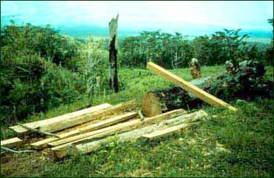Illegal logging and burning have gradually destroyed the rain forest on the lower slopes of Mt. Isarog, disrupting the watershed. (c) Field Museum of Natural History - CC BY-NC 4.0