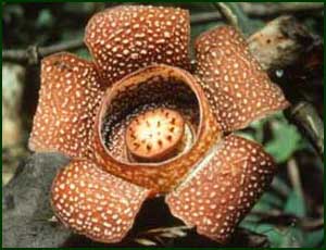 Rafflesia. Check copyright. 