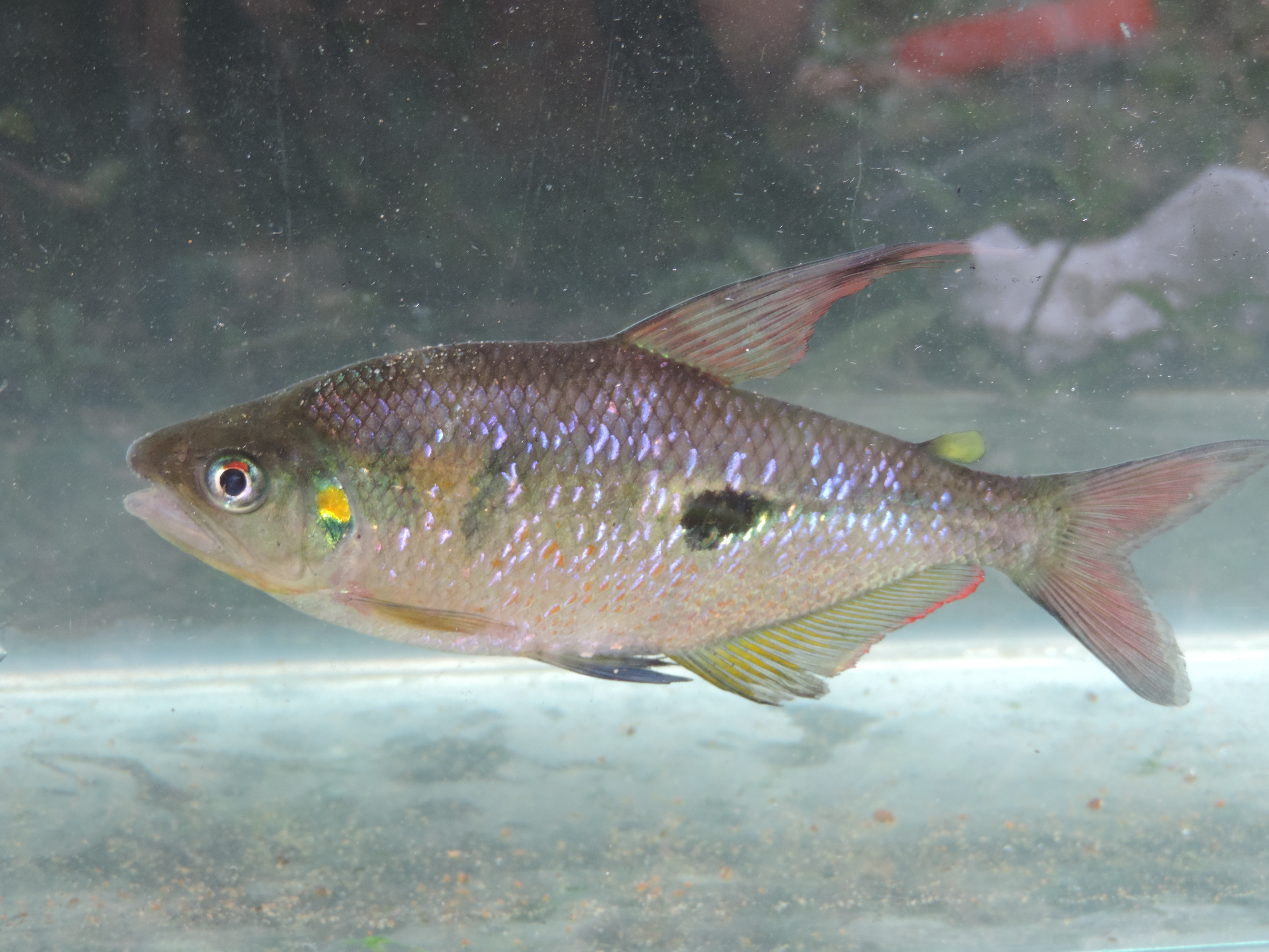 Lesser rhoadsia (Rhoadsia minor) — Characidae