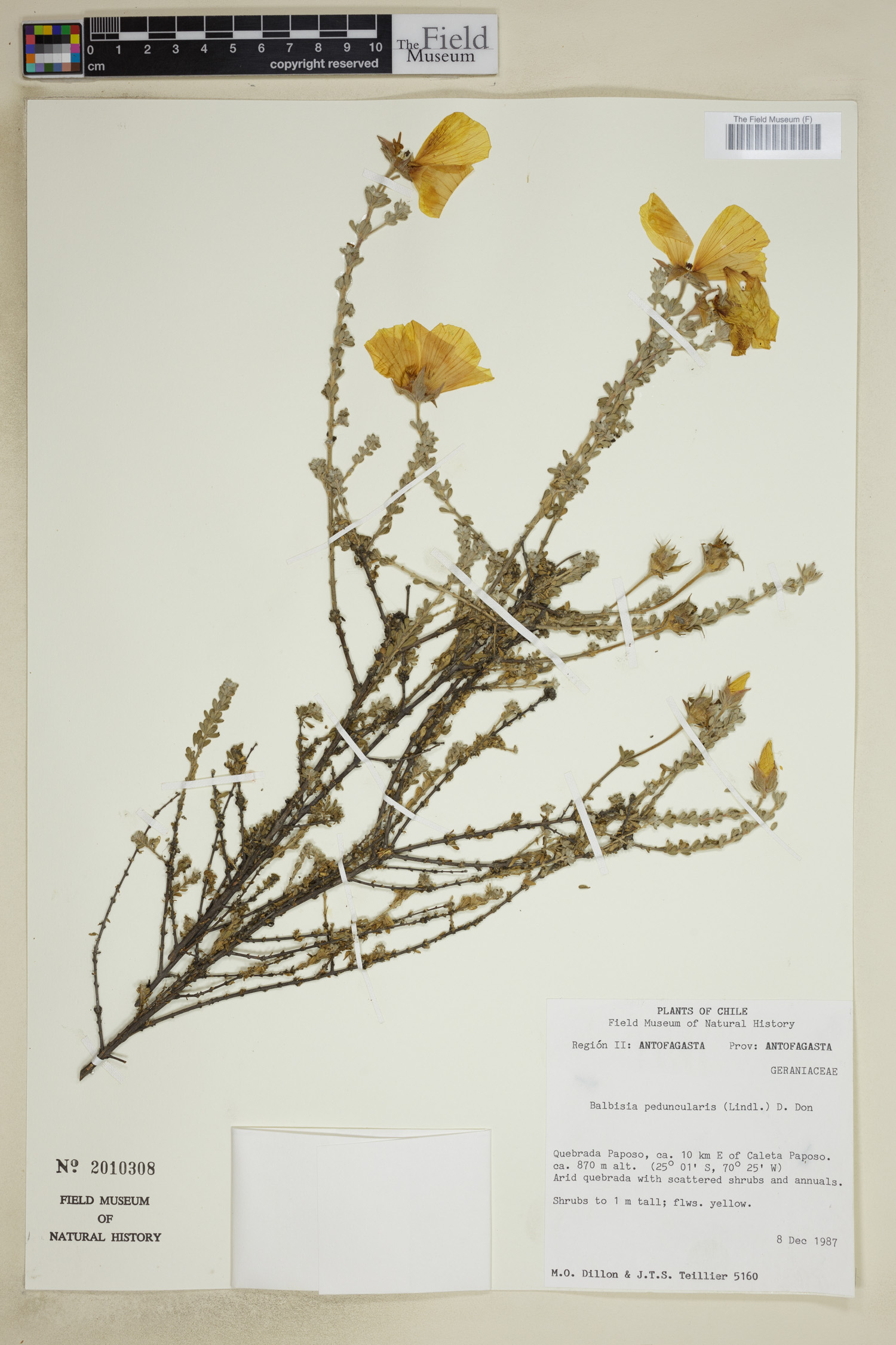 Vivianiaceae image