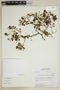 Grabowskia boerhaaviifolia image