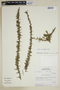 Lycium stenophyllum image