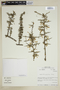Lycium stenophyllum image