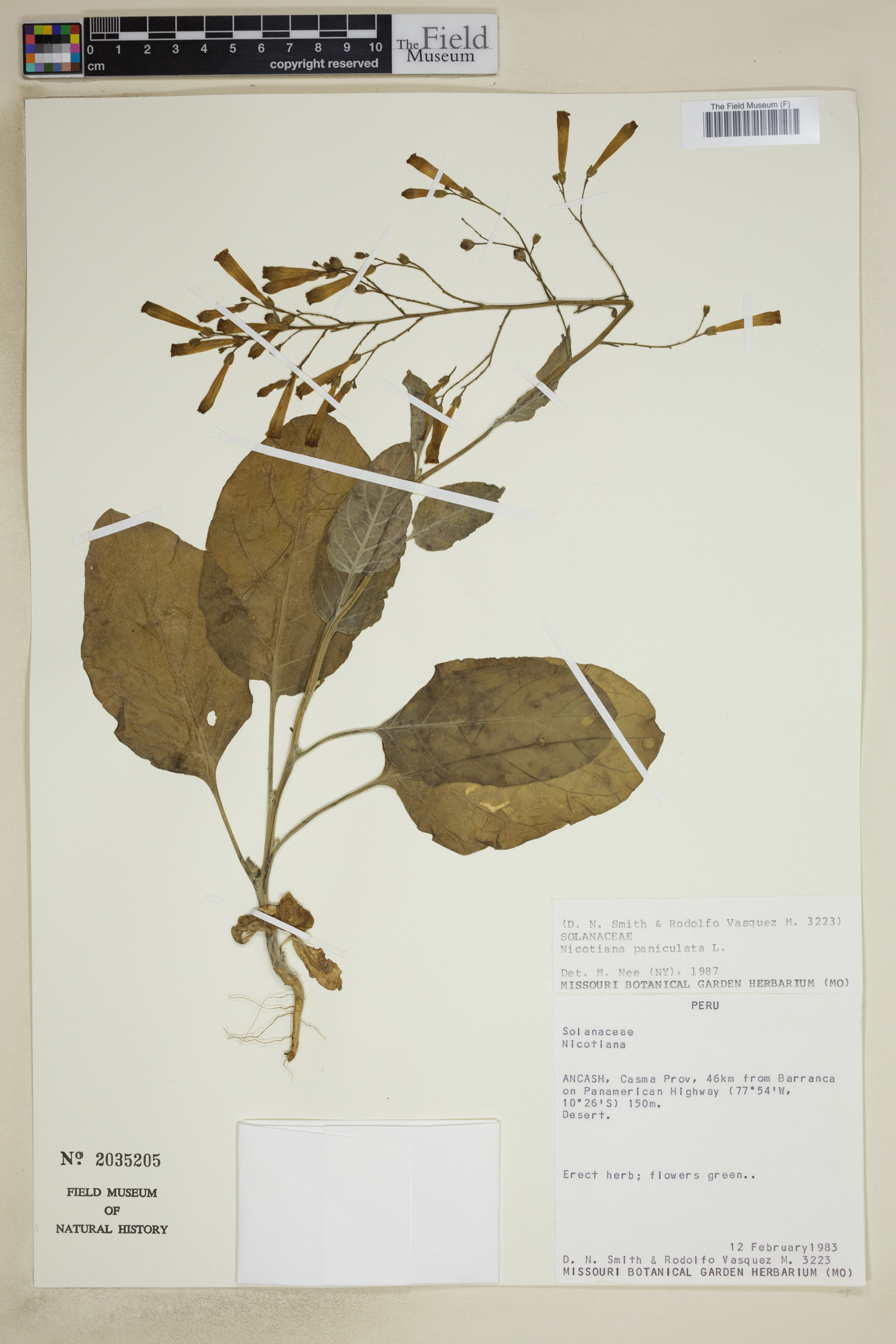 Nicotiana paniculata image
