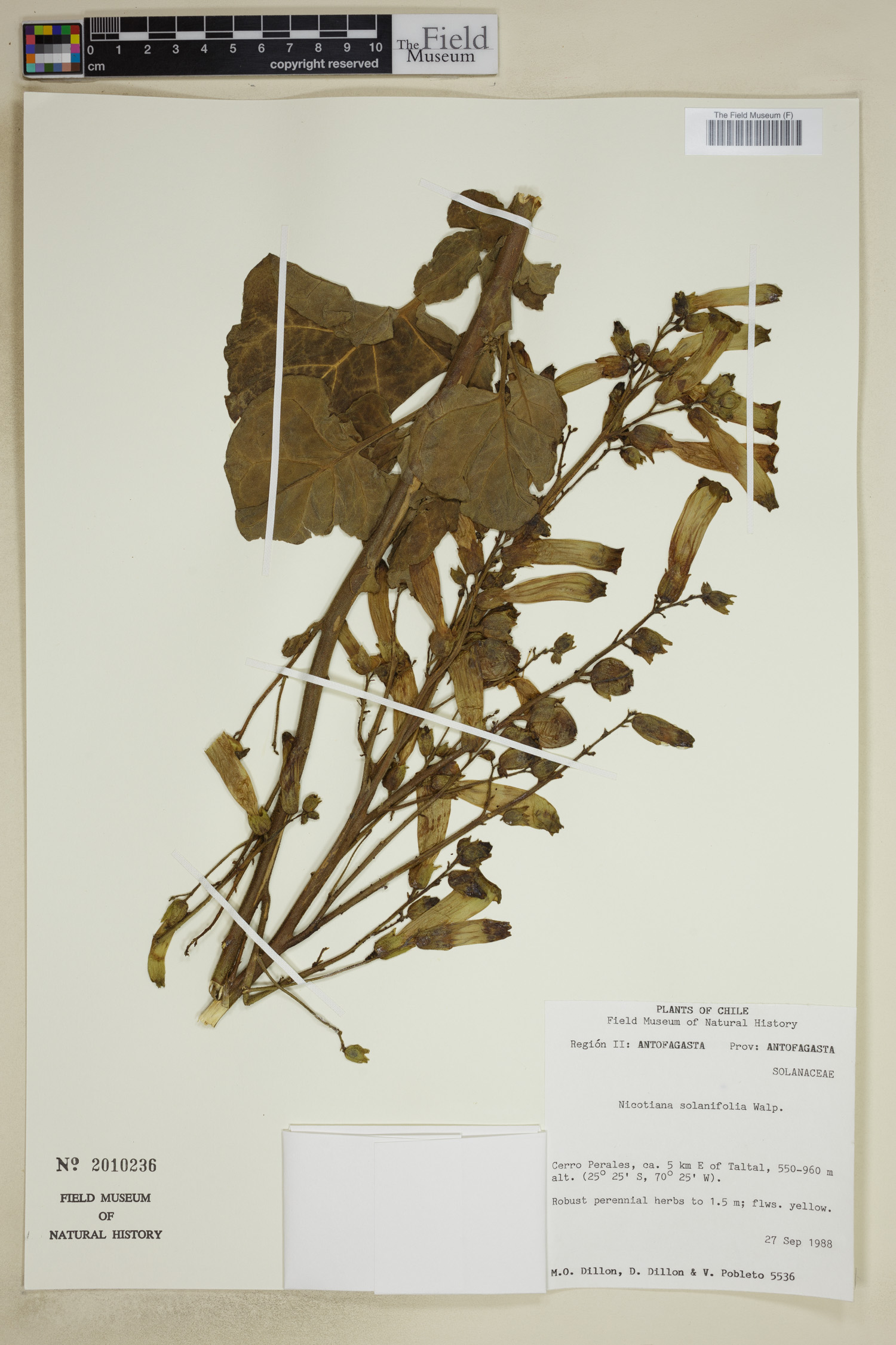 Nicotiana solanifolia image
