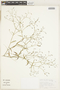 Reyesia chilensis image