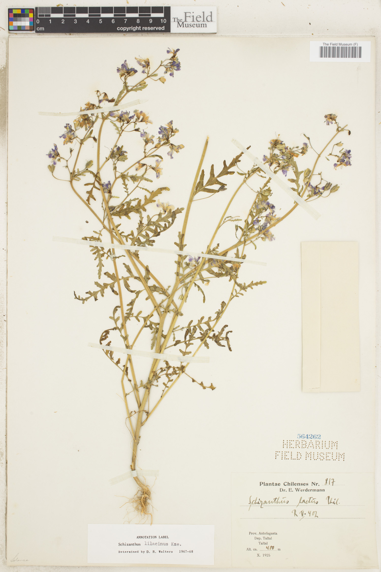 Schizanthus laetus image