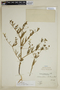 Schizanthus candidus image