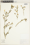 Schizanthus lacteus image