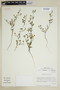 Schizanthus lacteus image
