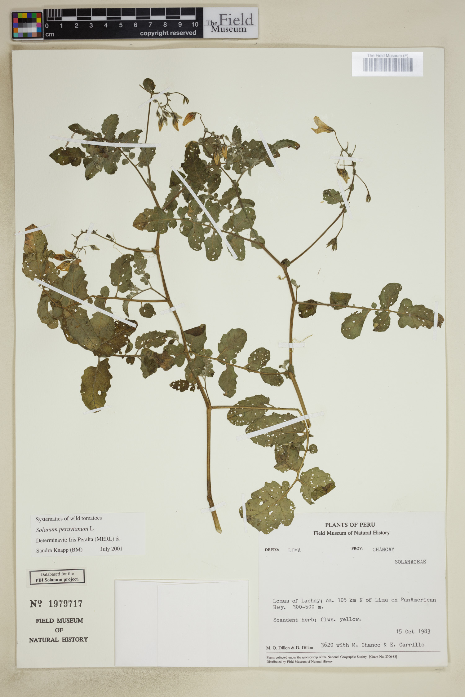 Lycopersicon peruvianum image