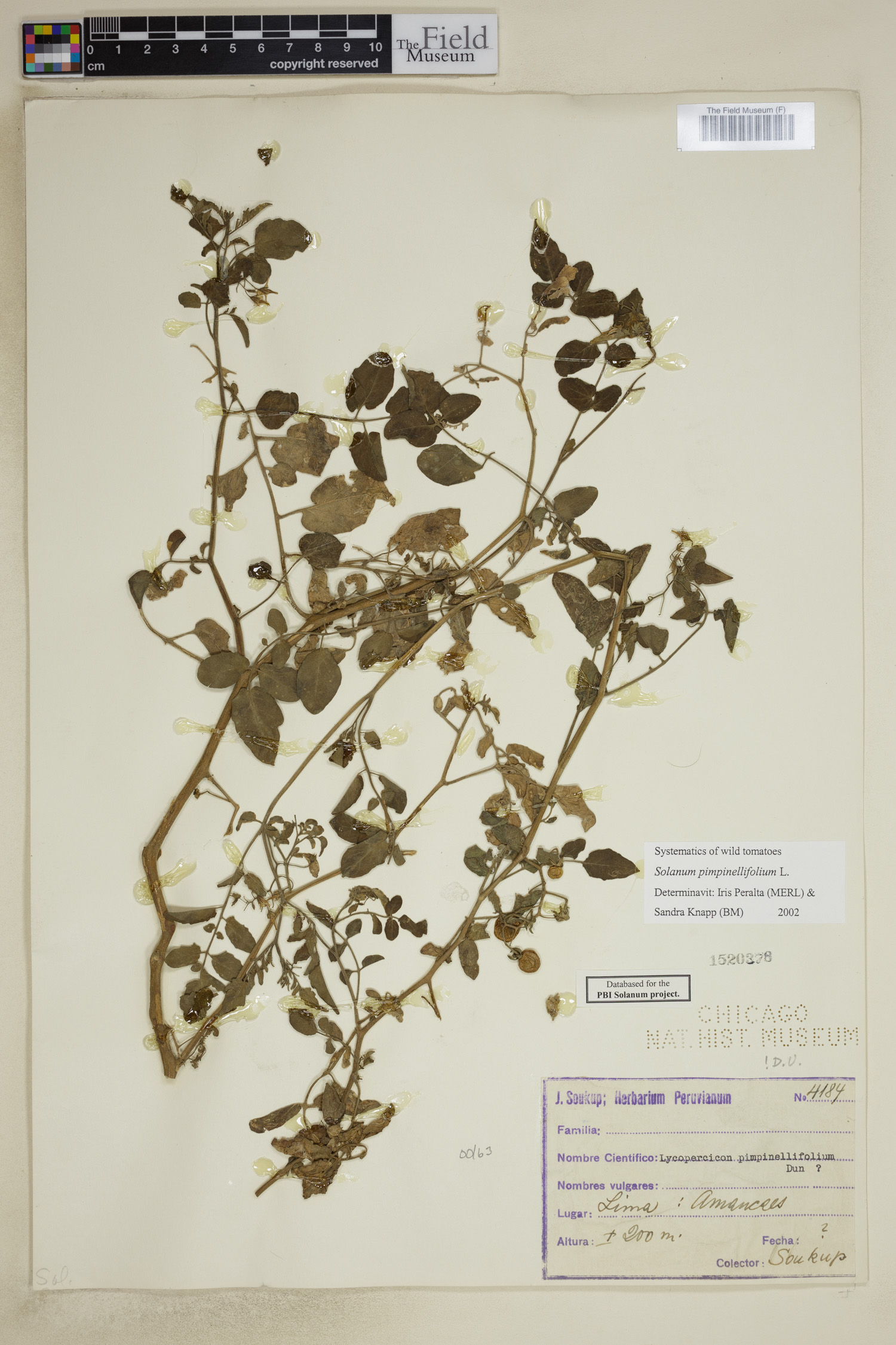 Lycopersicon pimpinellifolium image