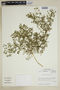 Fagonia chilensis image