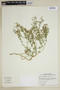 Fagonia chilensis image
