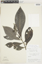 Psychotria ernestii image