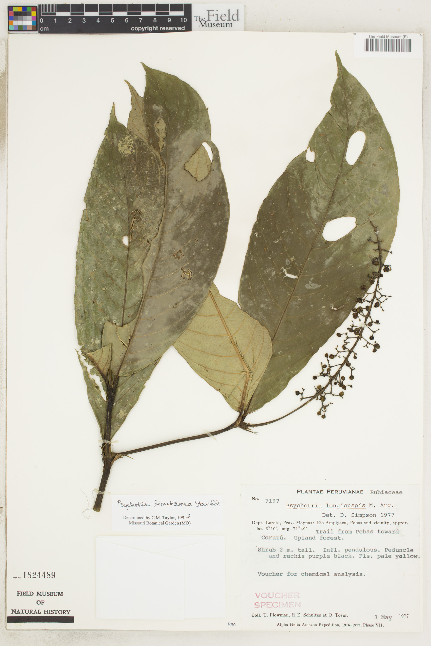 Psychotria limitanea image