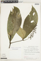 Psychotria limitanea image
