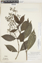 Psychotria pichisensis image