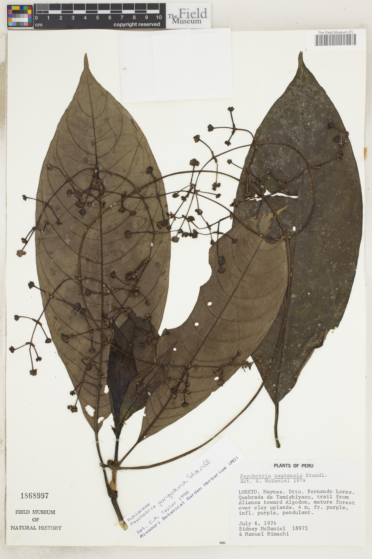 Psychotria pongoana image