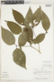 Psychotria santaremica image