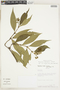 Psychotria tipuanensis image