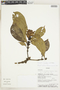 Psychotria trianae image