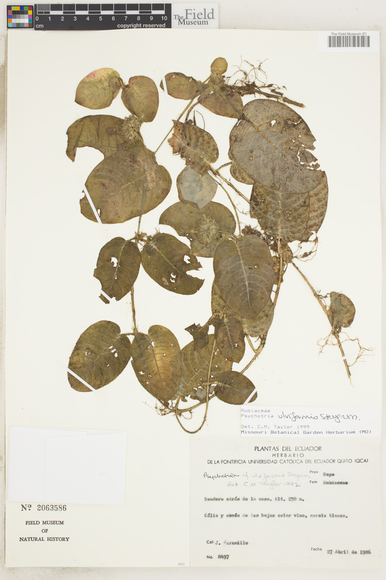 Palicourea alba image
