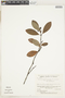 Retiniphyllum laxiflorum var. laxiflorum image