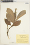 Retiniphyllum pilosum image