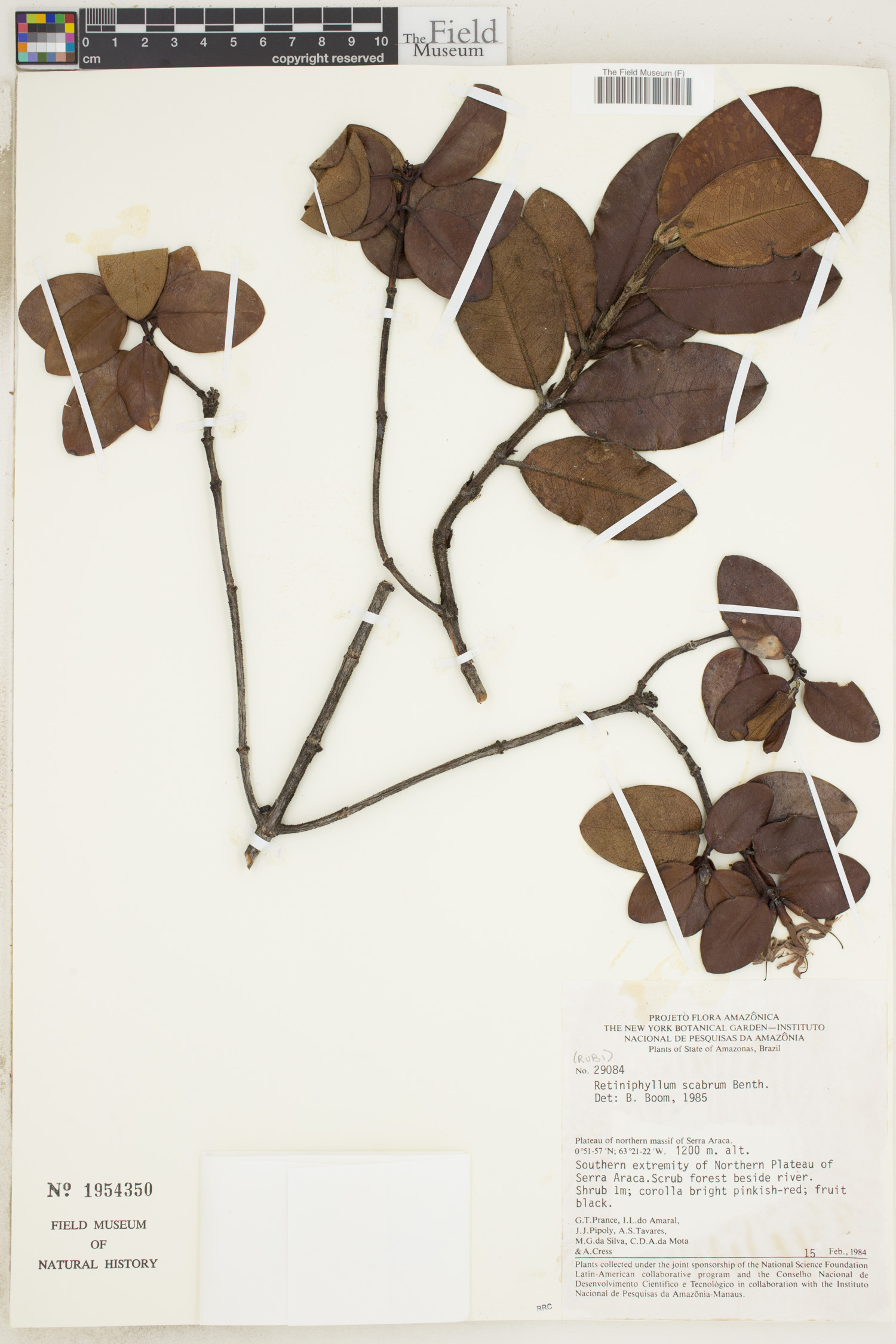 Retiniphyllum scabrum image