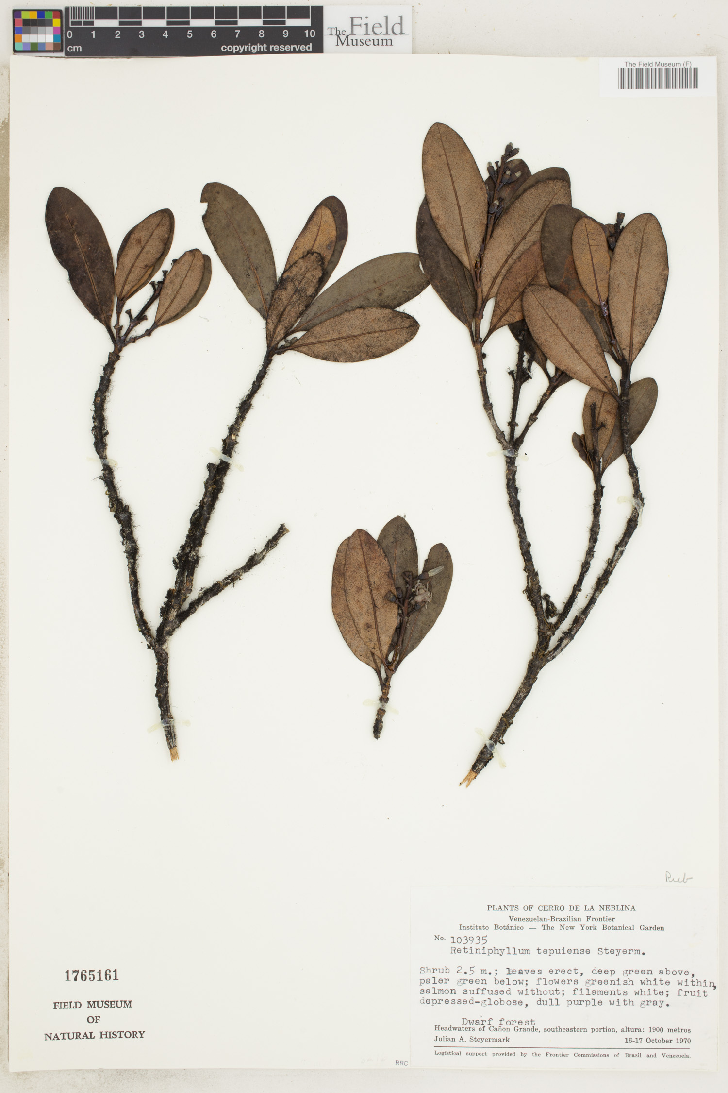 Retiniphyllum tepuiense image