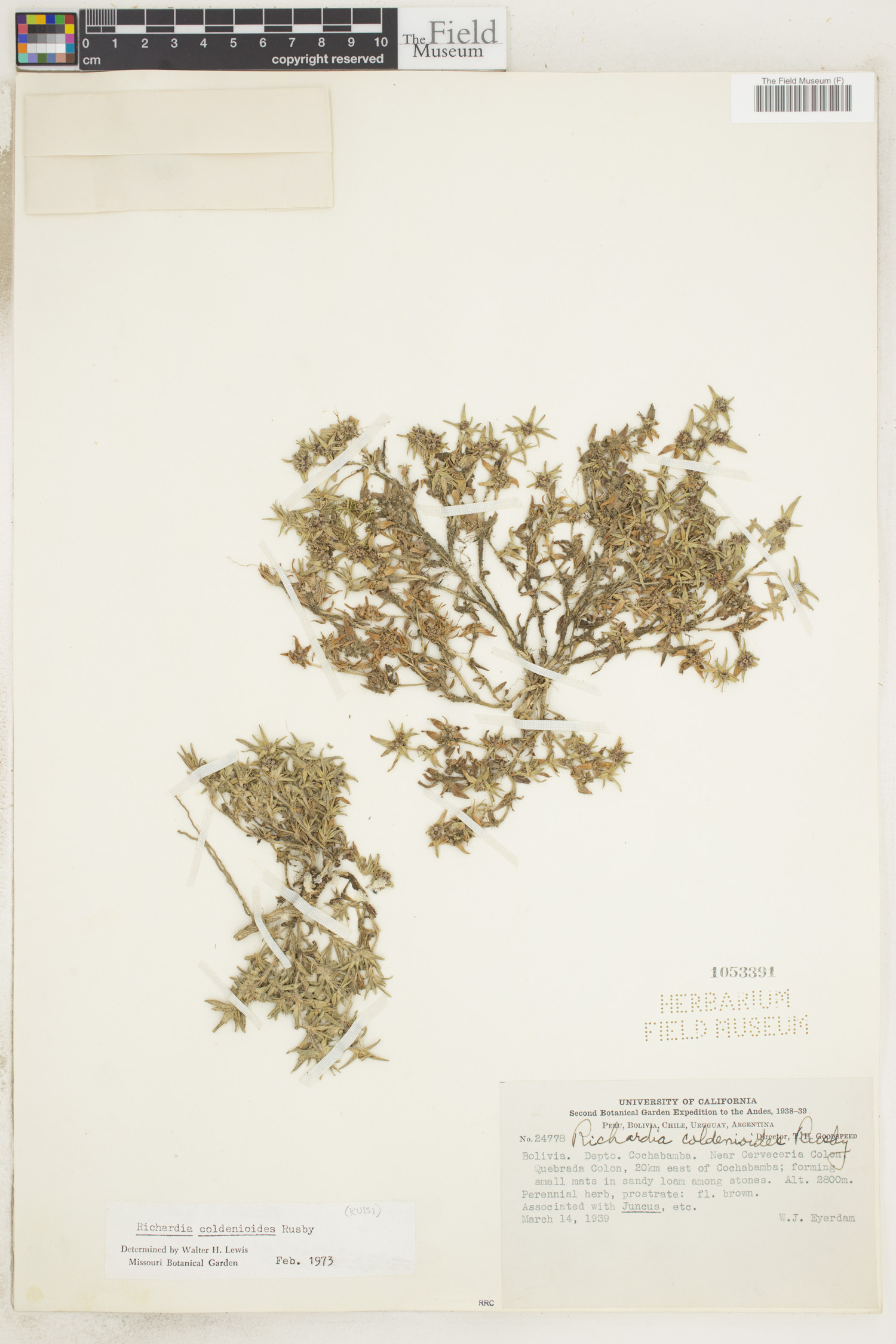 Richardia coldenioides image
