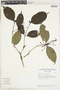 Rudgea graciliflora image