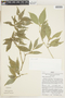 Rudgea sessiliflora image