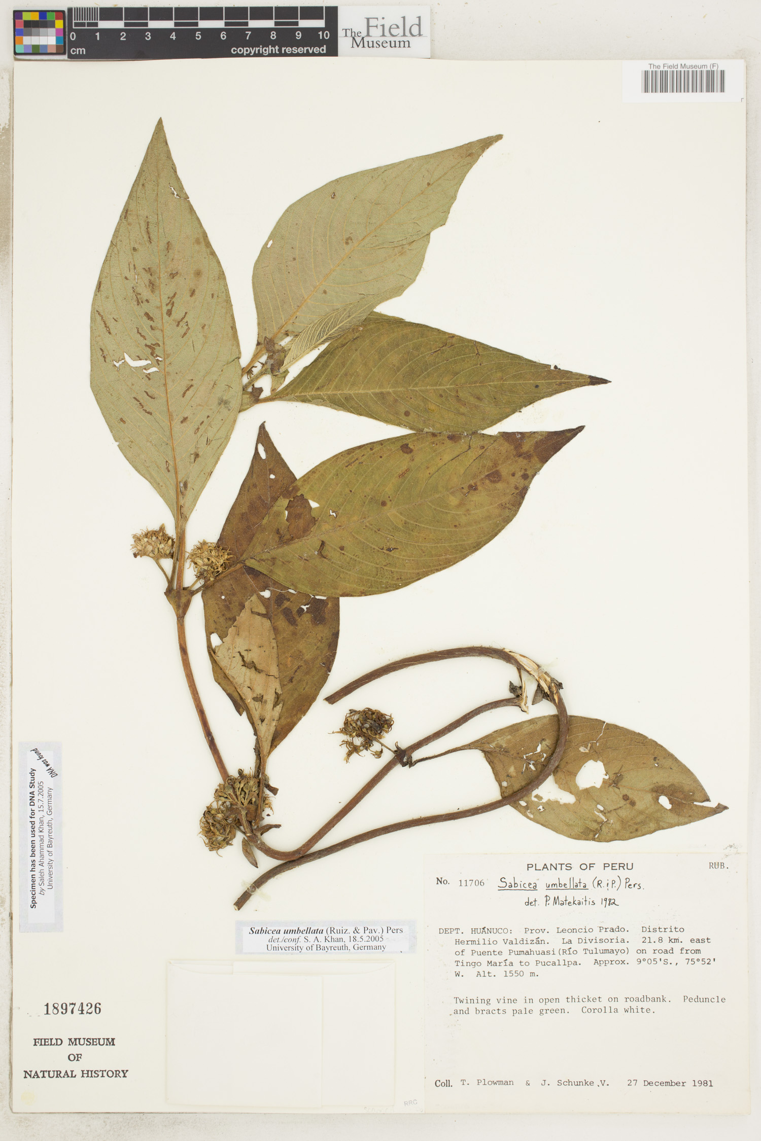 Sabicea umbellata image