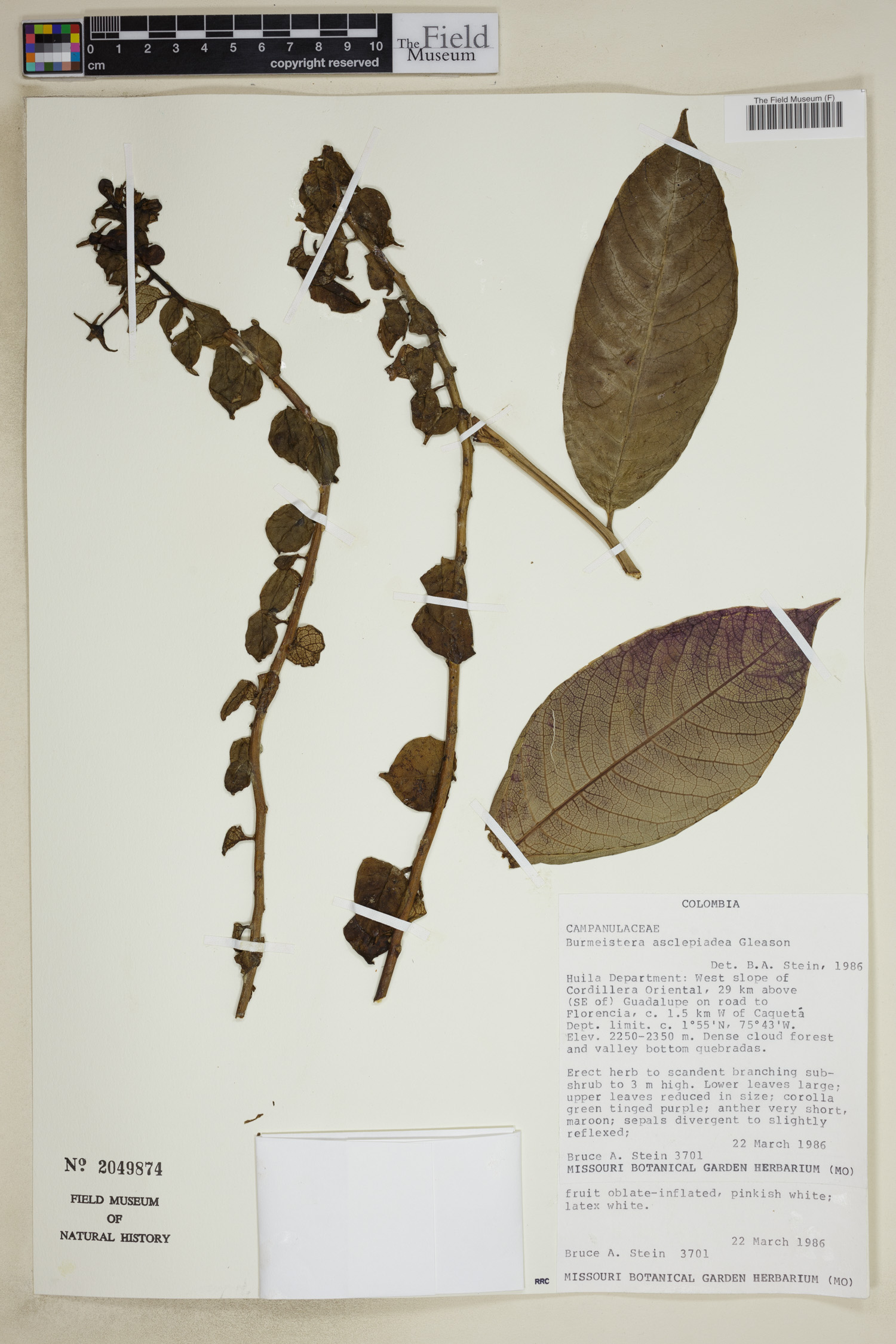 Burmeistera asclepiadea image