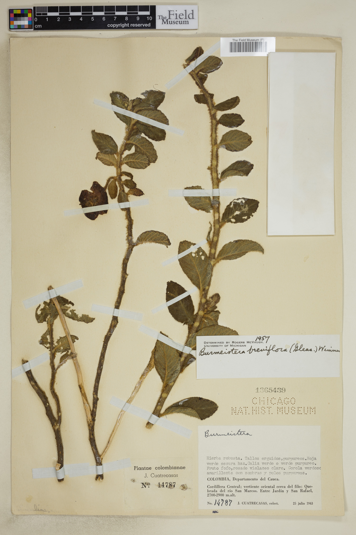 Burmeistera breviflora image