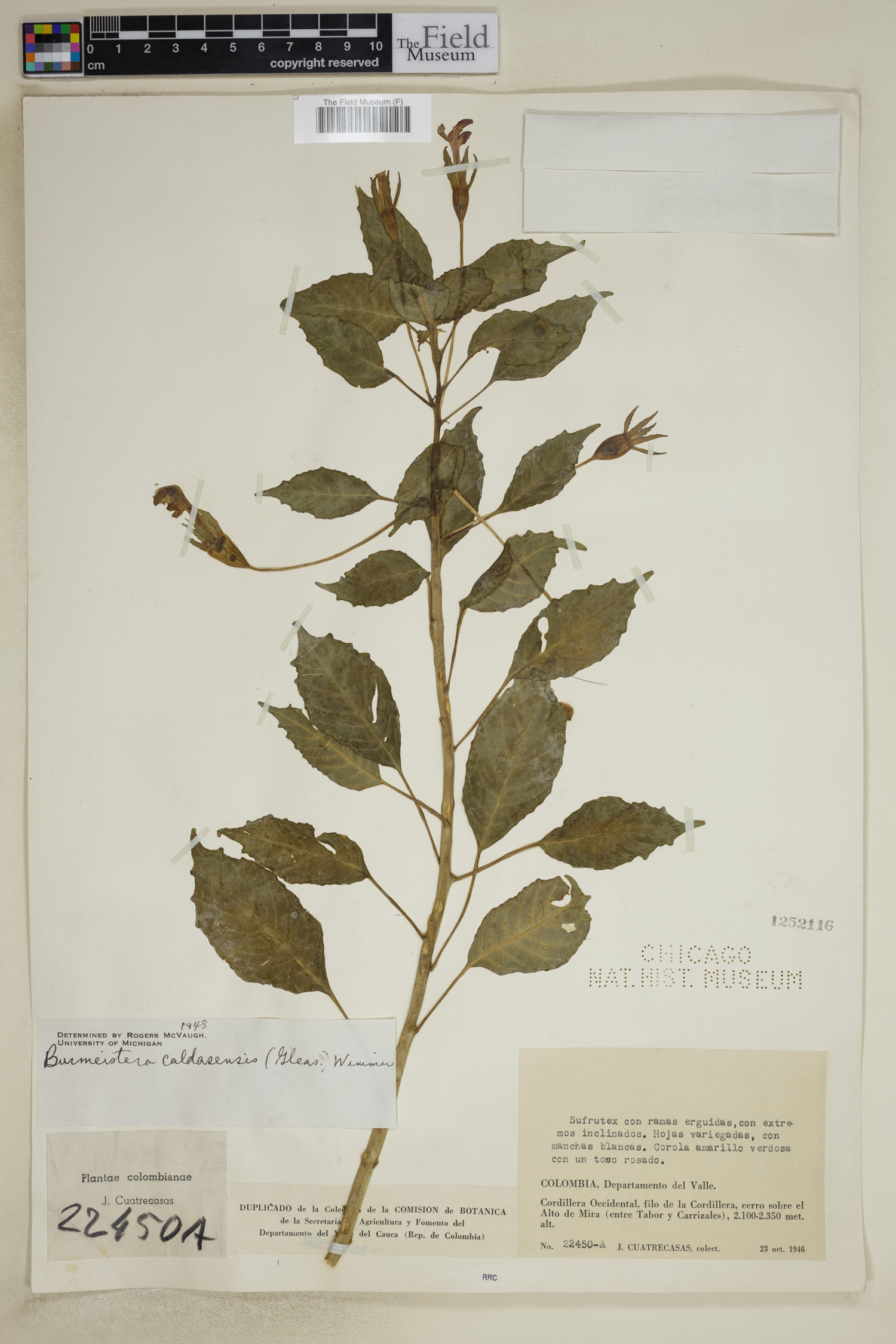 Burmeistera caldasensis image
