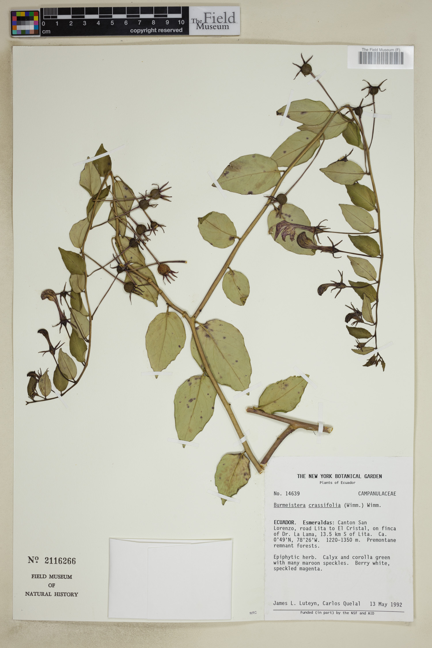 Burmeistera crassifolia image