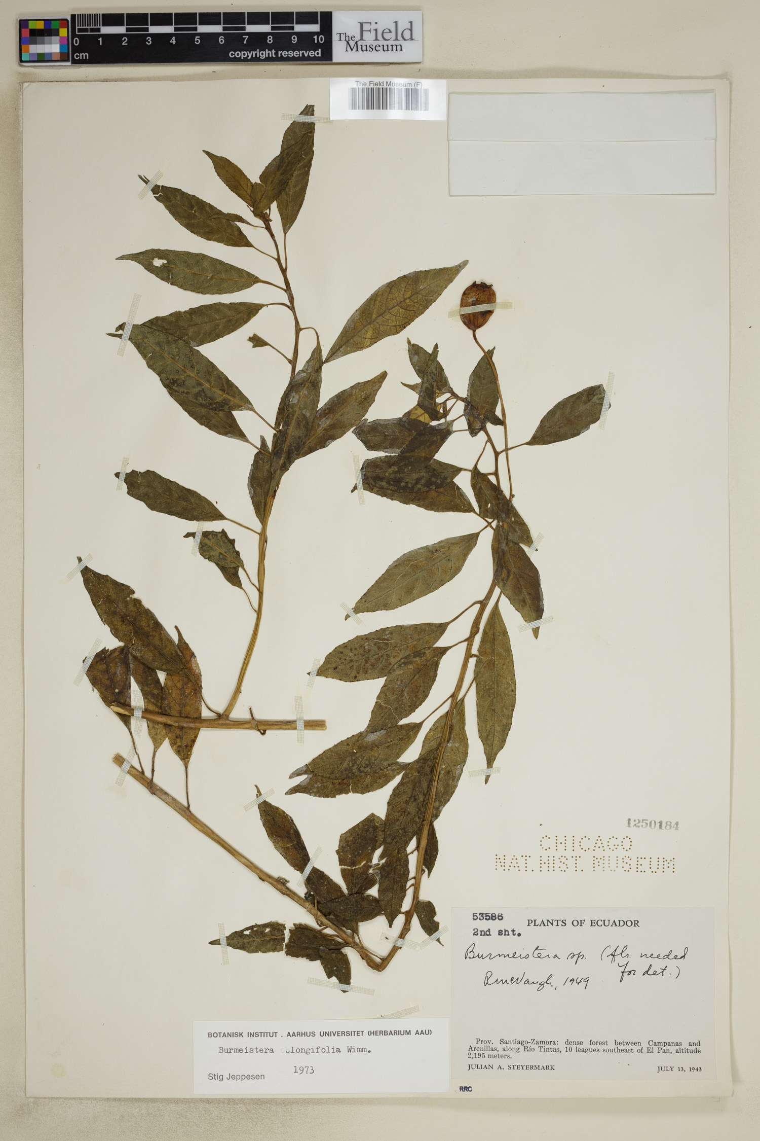 Burmeistera oblongifolia image