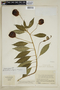 Burmeistera vulgaris image