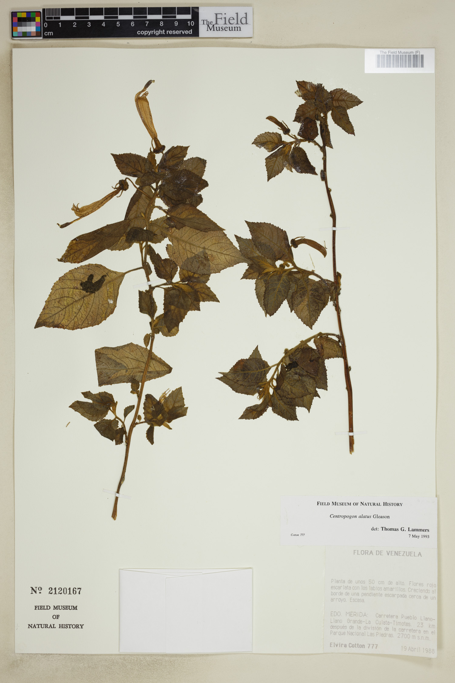 Centropogon alatus image